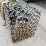 Racoon-In-Cage2