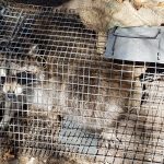 Racoon-In-Trap-Closeup