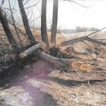 Beaver-Damaged-Trees