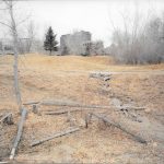 Beaver-Damaged-Trees-Near-City