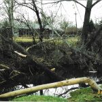 Beaver-Damaged-Trees-Near-Home