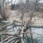 Beaver-Damaged-Trees-Over-Stream