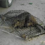 Beaver-In-Trap