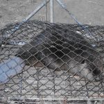 Beaver-In-Trap-Closeup