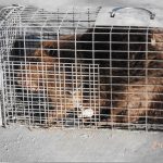 Beaver-In-Trap-Closeup2