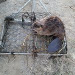 Beaver-In-Trap-Closeup4