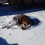 Beaver-In-Trap-In-Snow