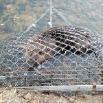 Beaver-In-Trap-In-Water-Closeup