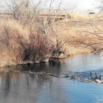 Beaver-In-Trap-In-Water-Near-Overpass