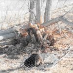 Beaver-In-Trap-Near-Damaged-Trees