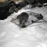 Beaver-In-Trap-On-In-Snow