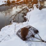 Beaver-In-Trap-On-Riverbank-In-Snow