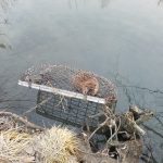 Beaver-In-Trap-Reverbank-In-Water