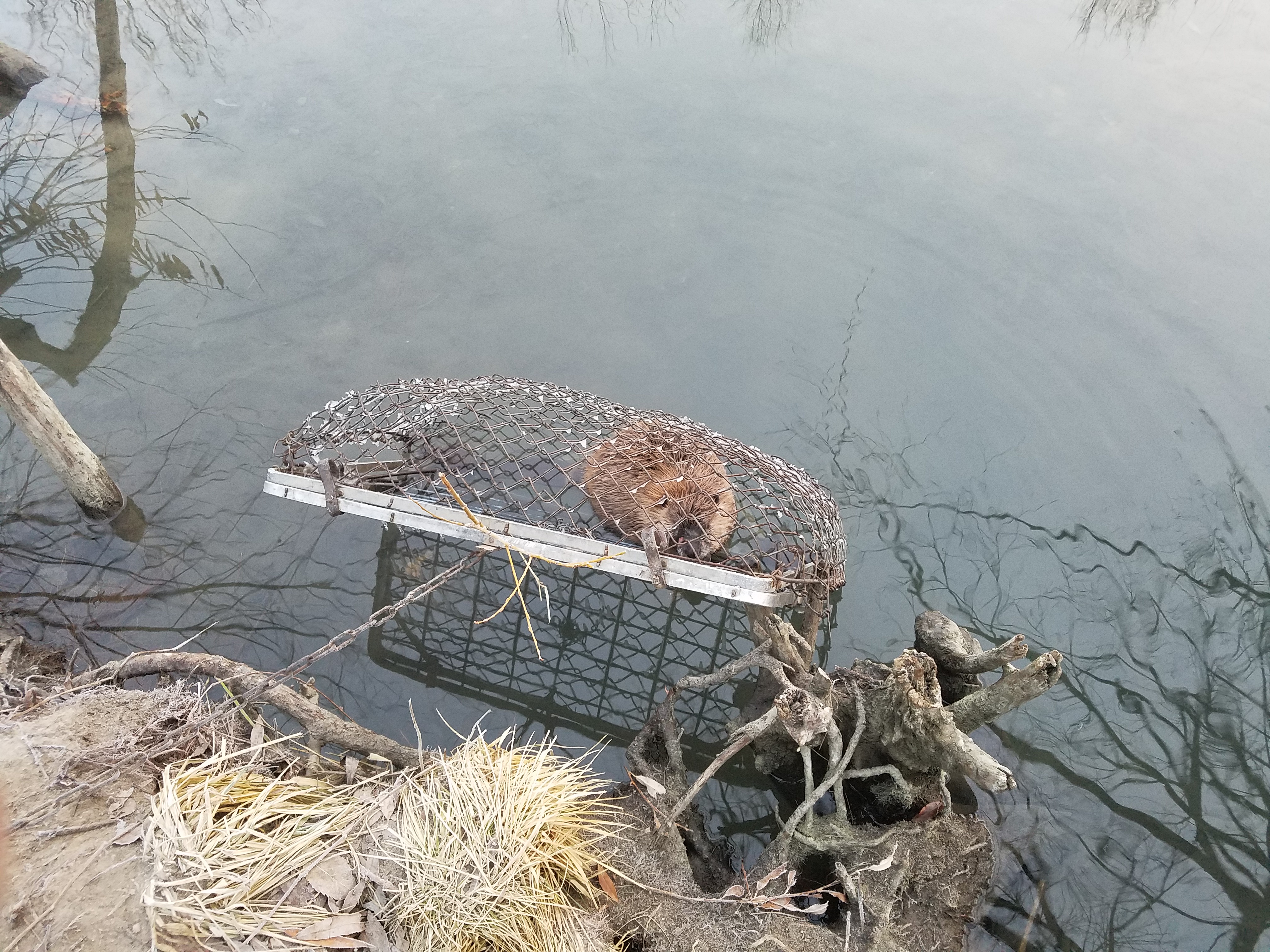 Beaver-In-Trap-Reverbank-In-Water – Animal Damage Control