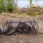 Beaver-Trapped-Jay-Stewart