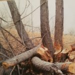 Beaver-Tree-Damage