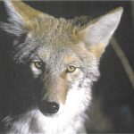 Coyote-Closeup