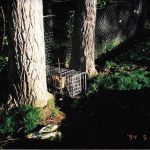 Coyote-In-Trap-Near-Trees