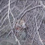 Fox-In-Thicket