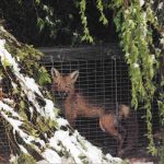 Fox-In-Trap-Closeup