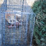 Fox-In-Trap-Closeup2