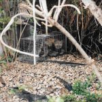 Fox-In-Trap-Near-Home