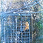 Fox-In-Trap-Near-Trees2