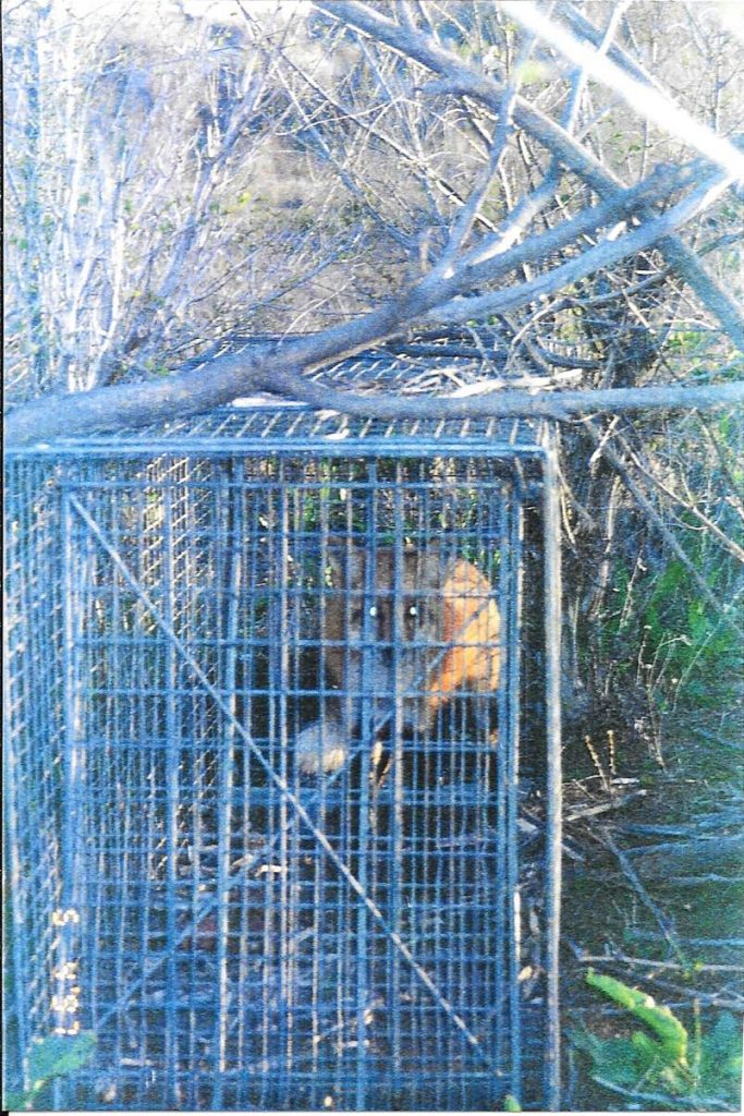 Fox-In-Trap-Near-Trees2 – Animal Damage Control