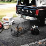 Fox-In-Trap-Near-Truck-Grass