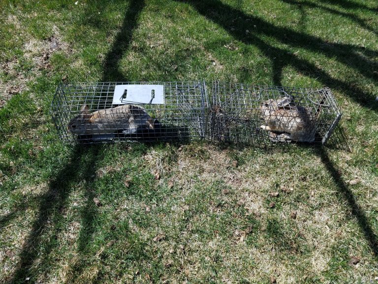 Rabbit Trapping Denver Colorado – Animal Damage Control