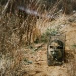 Racoon-In-Cage-In-Field