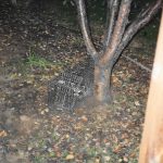 Racoon-In-Cage-Near-Tree