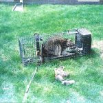 Racoon-Trapped-In-Yard