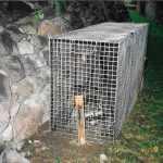 Racoon-Trapped-Near-Rock-Wall