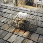 Racoon-Trapped-On-Roof