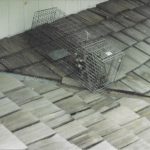 Racoon-Trapped-On-Roof2