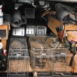 Racoons-In-Traps-On-Truck