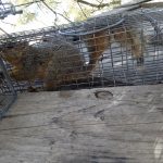 Squirrel-In-Trap-Closeup2