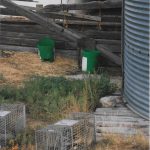 Trapped-Animals-Near-Outbuildings