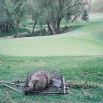 Trapped-Beaver-At-Golf-Course