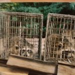 Two-Raccoons-Two-Cages